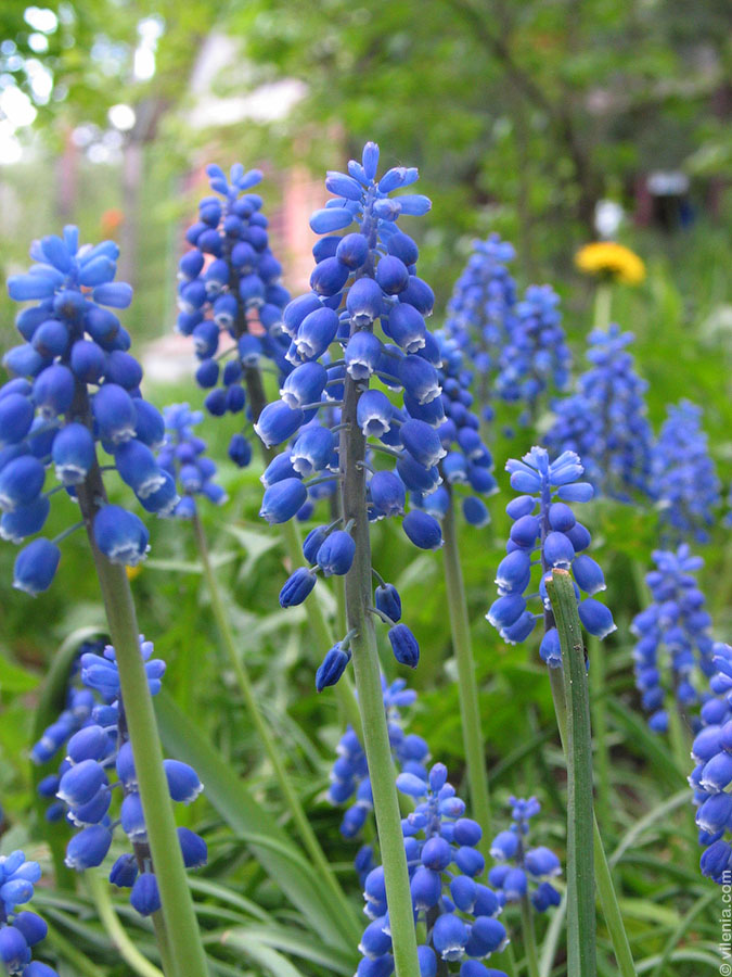 Синие первоцветы названия. Первоцвет весенний синие цветы. Первоцвет синенький. Первоцвет голубой Муска. Синенькие цветы первоцветы.