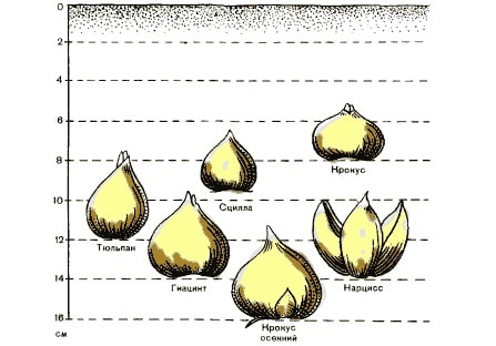 Схема посадки тюльпанов осенью расстояние между луковицами
